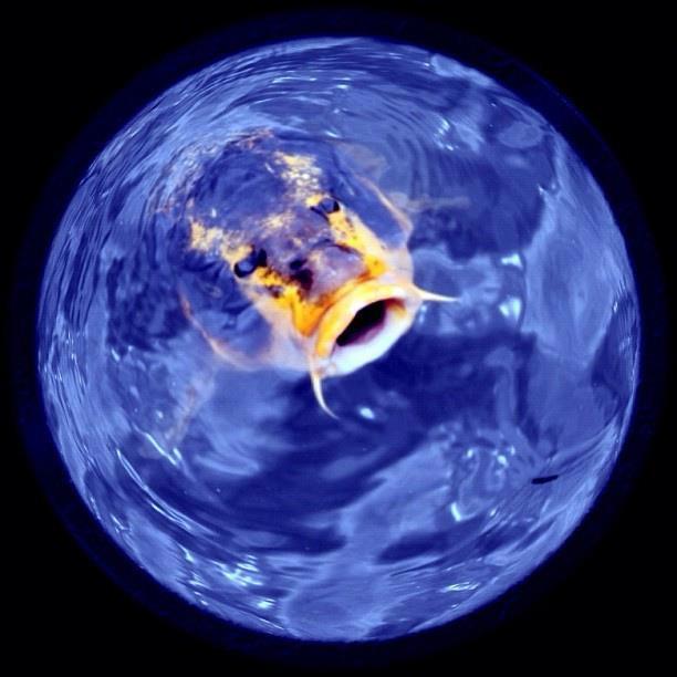 ce e mai bun decat un boiles ? - lumea.jpg